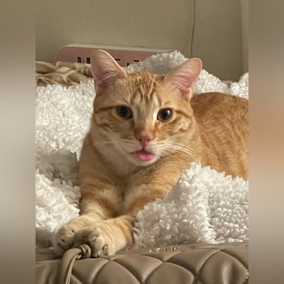 Meet your Posher, Kristina! - Picture 13 of 16